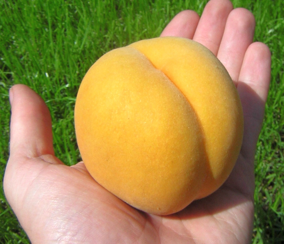Brzoskwinia Golden Lemon