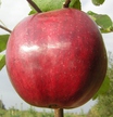 Jabłoń Piękna z Rept (2)