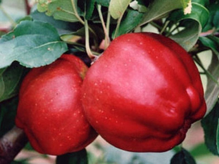 Jabłoń Piękna z Rept (1)