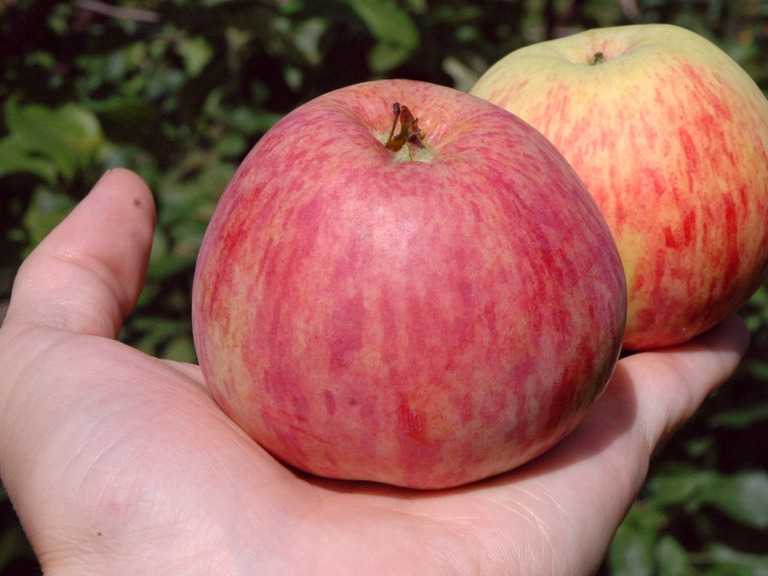 Jabłoń Cynamonówka (1)