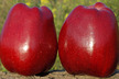 Jabłoń Piglos (2)