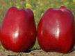 Jabłoń Piglos (1)