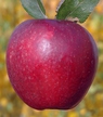 Jabłoń Piglos (3)