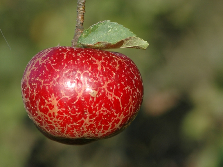 Jabłoń czerwona cukrówka litewska (1)