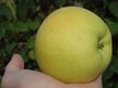 Jabłoń cytrynówka (1)