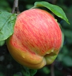 Jabłoń Gustawa Trwałe (2)