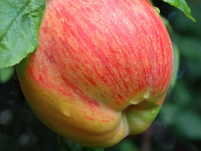 Jabłoń Gustawa Trwałe (1)